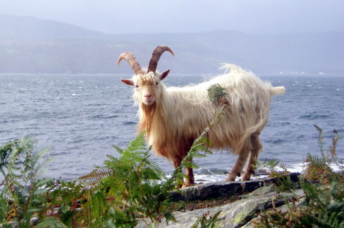 Holy Isle Goat