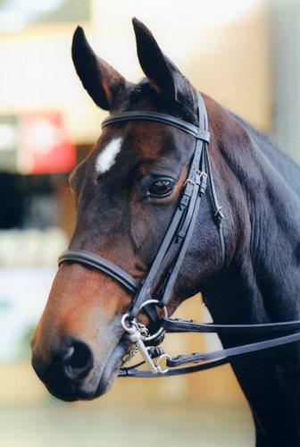 Cairnhouse Stables, Blackwaterfoot, Isle of Arran