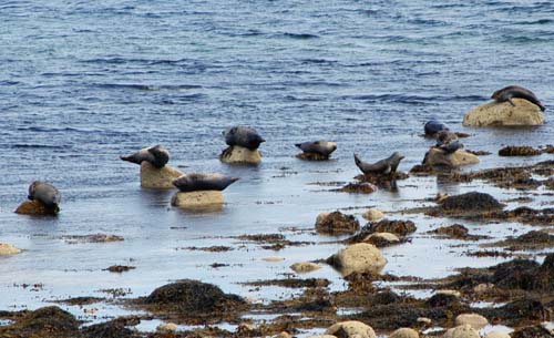 Seals, Isle of Arran